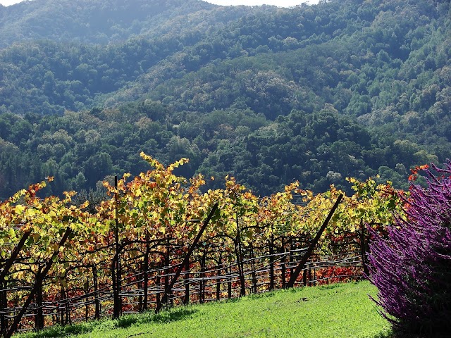 Sarah's Vineyard