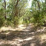 Eucalypt forest Green Point Reserve (402529)