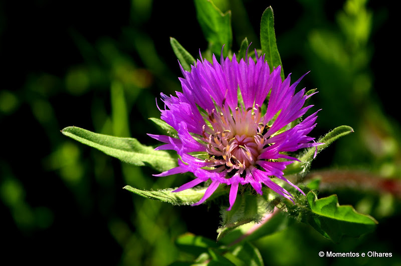 quando vier a Primavera