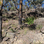 The rocks and plants on the side of the trail  (168437)
