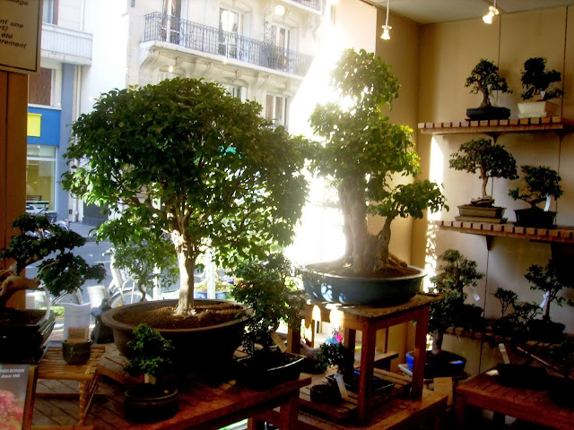 ... e por falar em Paris bonsai... P9230071