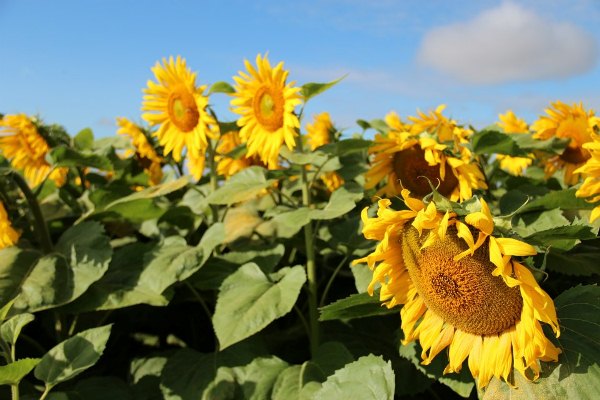 A Sunny Day