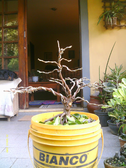 Outro  Ficus Microcarpa... IMAG0259