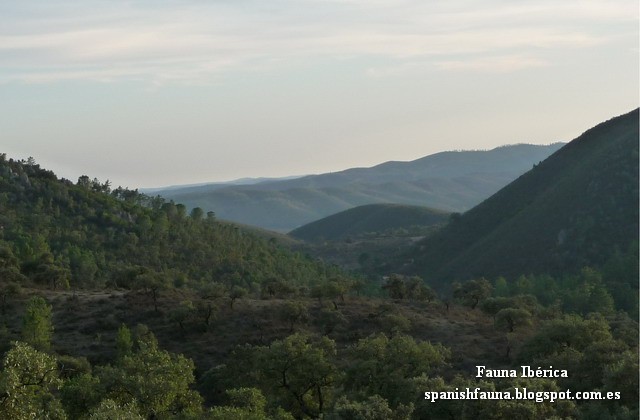 El Parque Natural de Sierra de Aracena y Picos de Aroche es un espacio natural situado en el extremo occidental de Sierra Morena y al norte de la provincia de Huelva, siendo el segundo en extensión de la comunidad autónoma andaluza después del Parque Natural de la Sierra de Cazorla, Segura y Las Villas. El Parque Natural de Sierra de Aracena y Picos de Aroche es un espacio natural situado en el extremo occidental de Sierra Morena y al norte de la provincia de Huelva, siendo el segundo en extensión de la comunidad autónoma andaluza después del Parque Natural de la Sierra de Cazorla, Segura y Las Villas.