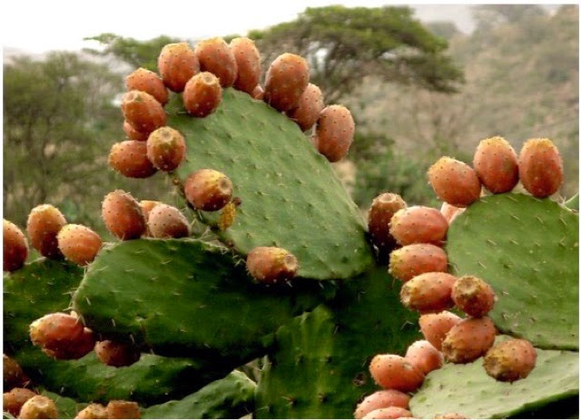 صبار التين الشوكي (Prickly Pear Cactus) Blogger-image-1936598194