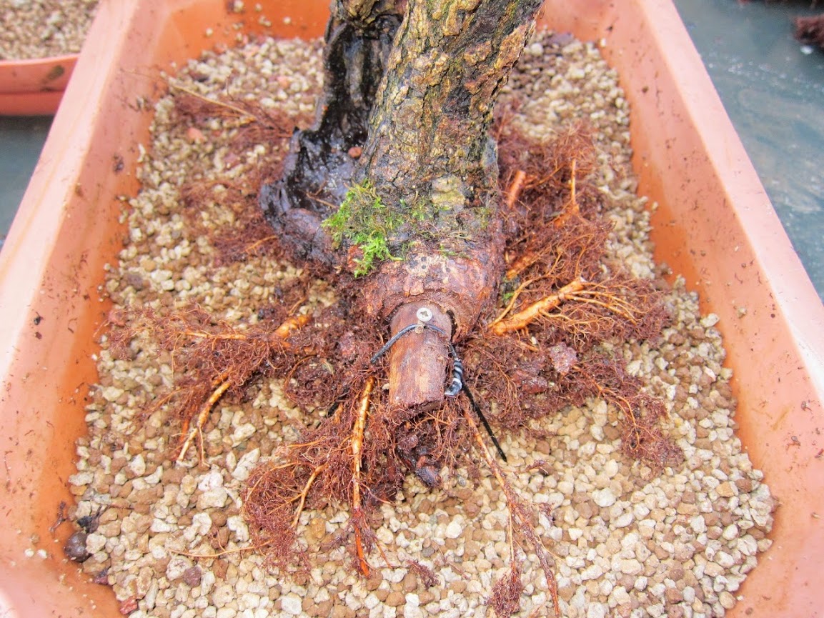 Ulmus procera sabamiki (2010-2015) Trans37