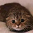 catgirl tommo review