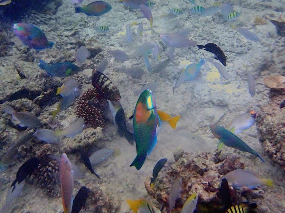 Chlorurus bleekeri (Bleekers Parrotfish), Miniloc Island Resort reef, Palawan, Philippines.