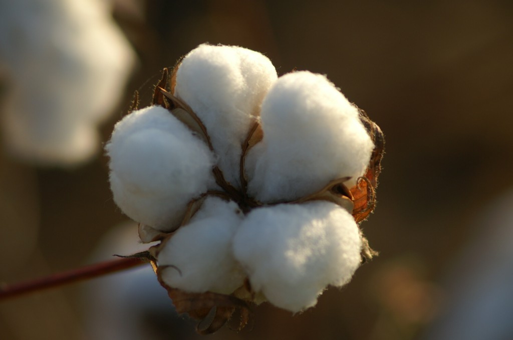 the beauty we love: I began as a bloom of cotton
