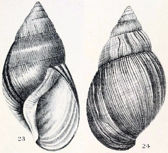 Achatina glutinosa Plate9