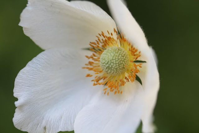 a white flower with five petals