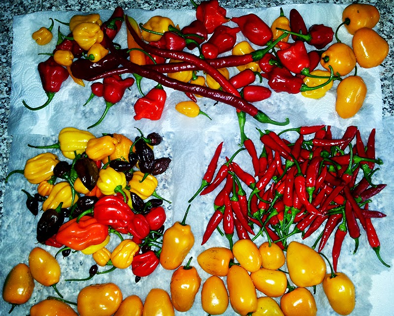 2014-09-14%2B14.10.21_klein.jpg