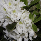 2013-05-21 TUE - White Petals - Cheverly, MD #1vsM