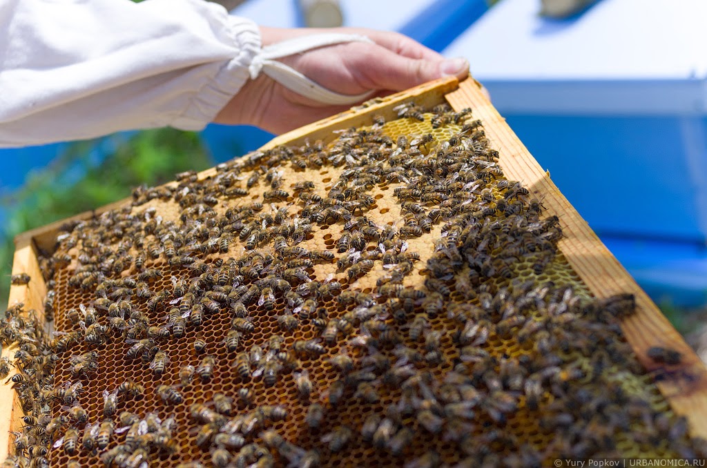 Жизнь пчел рабочих. Пчелиная жизнь. Жизнь пчелиного улья. Черные липкие пчелы в улье. Идеальные условия для жизни пчел.