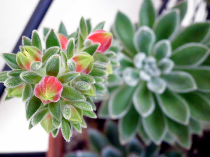 [rsolu] [Echeveria 'Bombycina'] P7020016