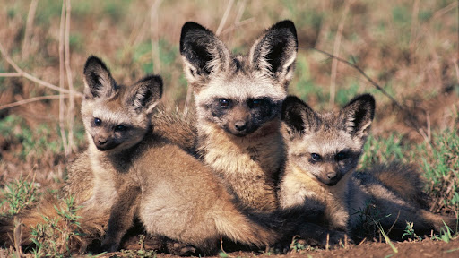 Bat-Eared Mother Fox With Pups, Africa.jpg