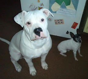 Updated Pix of Angus, our Am. Bulldog :) %25255BUNSET%25255D