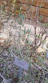 Rhinephyllum macradenium