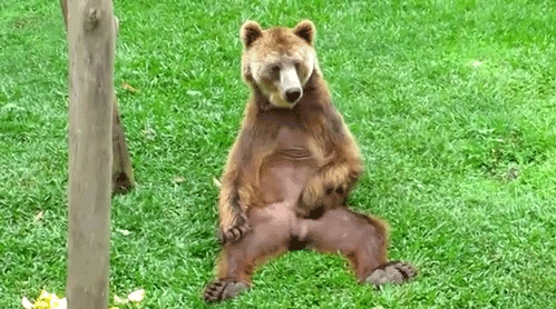 bear scratches his belly
