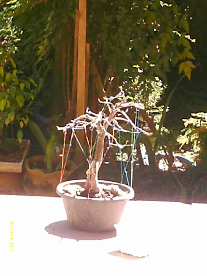 Baobá para treinamento... IMAG0282