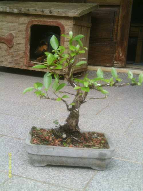 Ficus Retusa 23 cmts. ... IMAG0279