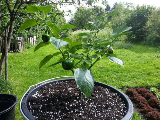 20140702_170712.jpg