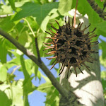 Liquidambar styraciflua