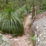 Track between rock and grass tree (21539)
