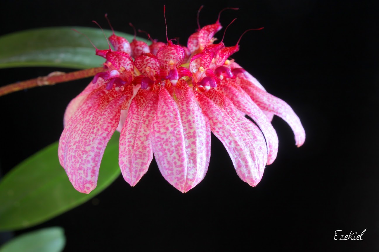 Bulbophyllum eberhardtii IMG_6378