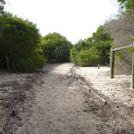 Sandy track near the Owens Walkway in Redhead (391040)