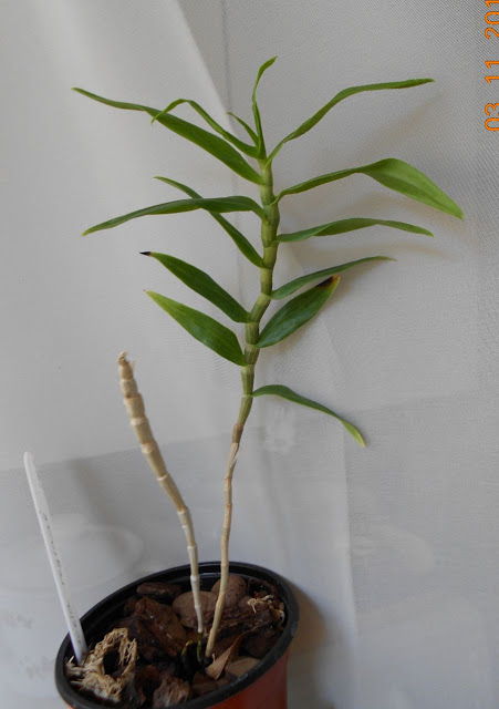 Dendrobium victoriae-reginae  DSCN1248
