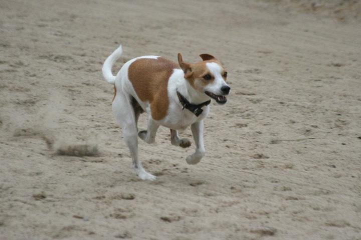 hippu