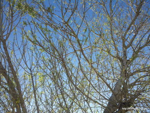 New leaves on the tree. Picture.