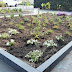 Tuinaanleg voortuin