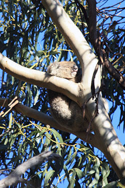 AUSTRALIA: EL OTRO LADO DEL MUNDO - Blogs de Australia - Kangaroo Island: naturaleza en estado puro (7)
