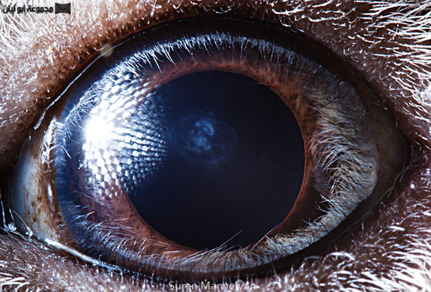كشف خبايا العيون بالتصوير الماكرو Guinea-pig-close-up-of-eye-macro-suren-manvelyan