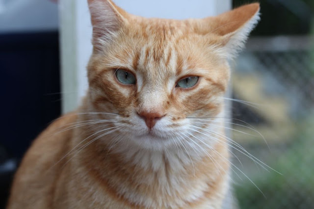 an orange cat looking mildly peeved