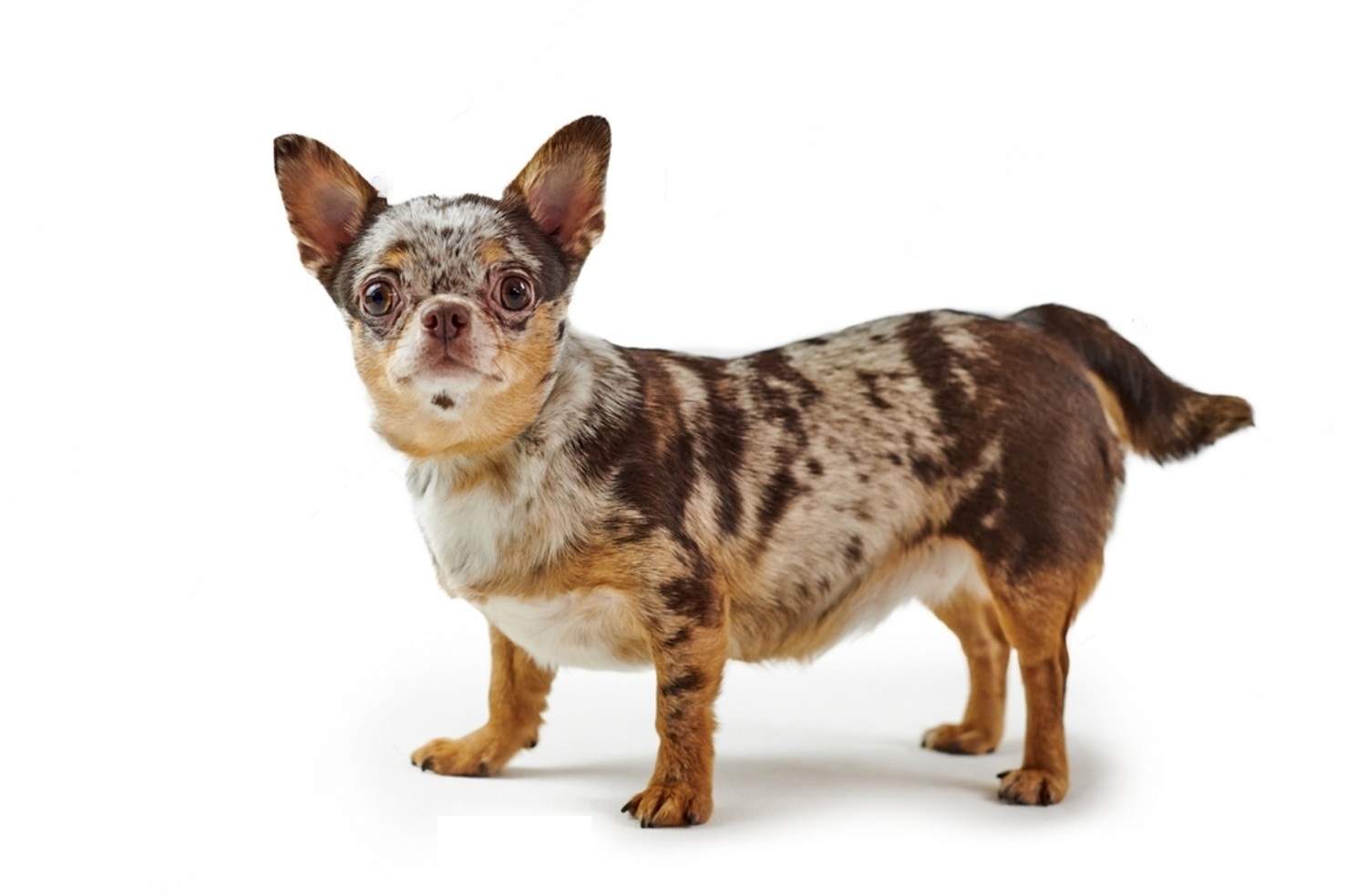 Dog Refuses To Give Birth, Vet Sees Ultrasound And Realizes Why 4 tfZ41aY7C75KJhe1v4CBxobPThhu6aKKjRR 50ddld3c0PSFZH0K9XdFI5Gr22VefgTu0TWHll254pG17dWetjkQpUJySSEbAazFu6iDcAxgukxAUXvc9ia 3 W6o1K77YiEjHbZHJ2h4L4bYZ390