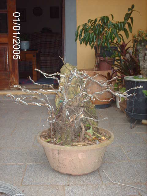 Ficus Microcarpa Começando... PICT1011