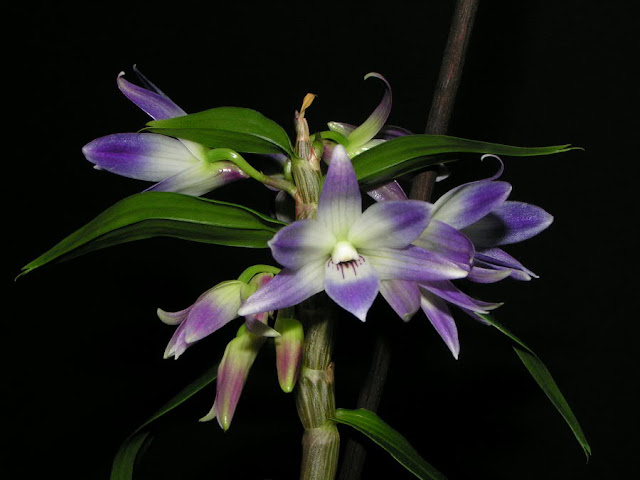 Dendrobium victoriae-reginae  Dendrobiumvictoriaeregi