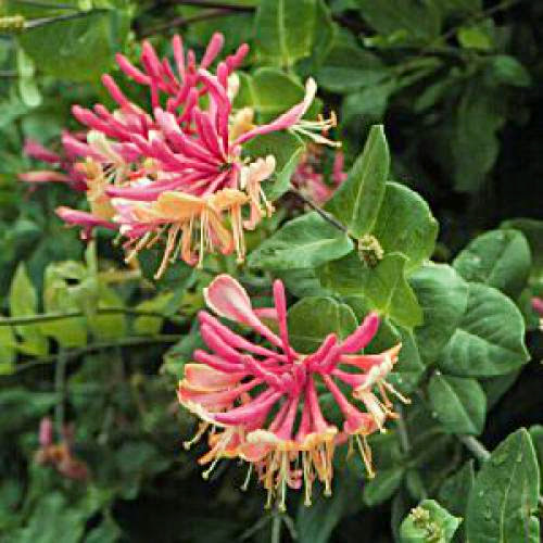 Thinking About Honeysuckle