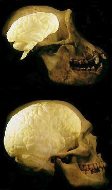ukuran otak simpanse vs ukuran otak manusia