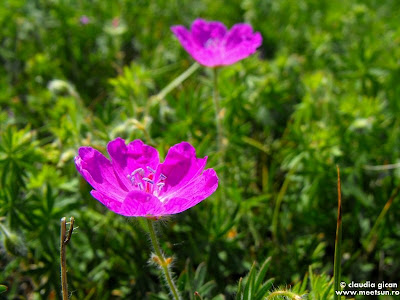 flori roz de mai in Macin: Geranium sanguineum