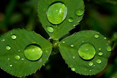 Hi in 50 Howling Examples of Dew Photography