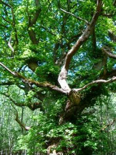 Celtic Tree Month Of Oak Begins Today