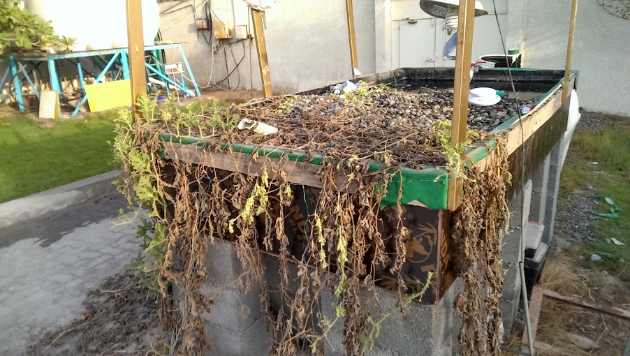 Backyard Aquaponics • View topic - Root Rot In Grow Bed's