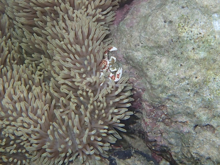 Neopetrolisthes ohshimai (Porcelain Anemone Crab), Chindonan Island, Palawan, Philippines.