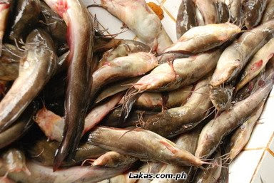 Alimusang (Sea Water Catfish)