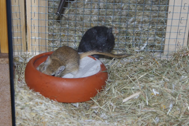 IMGP7465.JPG