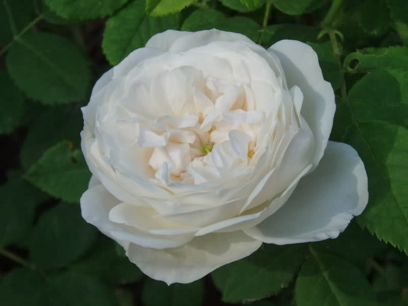 Rose bianche (a fiore bianco) senza spine, o quasi (rampicanti, rifiorenti,  a cespuglio) - Un quadrato di giardino